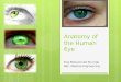 Anatomy of the Human Eye By Mohammed Shurrab