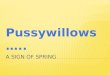 Pussywillows - A Sign of Spring