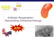Honors Biology - Cellular Respiration