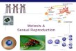 Chapter 13 (part 1) - Meiosis