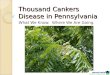 Thousand Cankers Disease of Walnut