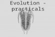 Evolution Practicals