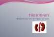 kidneys ppt