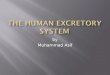 Muhammad Asif deliver lecture on the human-excretory_system
