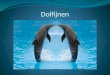 Dolfijnen. Waar hij leeft  Dierentuin  Rivieren  Zeeën  dolfinarium