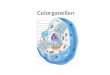 Celorganellen. Endoplasmatisch reticulum (ER) Opgebouwd uit cisternen (eenheidsmembraan) Ruw ER bevat ribosomen ad buitenkant en zorgt voor de synthese