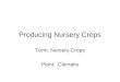 Producing nursery crops