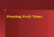 Fruits   tree pruning
