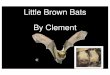 Little Brown Bats by Clement