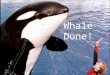 Whale Done-The Power of Positive Relationships