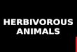 Herbivorous animals in English