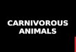 Carnivorous animals in English