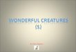 Wonderful Creatures1 A
