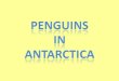 Antartica Penguins