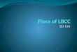 Flora Of Lbcc - Final
