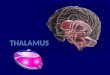 Thalamus, anatomy of thalamus, Thalamus PPT