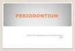 Periodontium brian