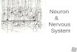 neuron & nervous system -fernando- biodeluna