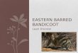 Eastern Barred Bandicoot - student presentation