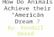 Animal's american dream