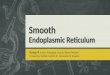 Smooth Endoplasmic Reticulum