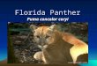 Endangered Species Presentation: Florida Panther