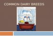 Common Dairy Breeds