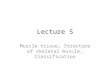 Myology: The Study of Muscles (Anatomy: 1st Semester Lecture 5)
