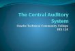 The central auditory system