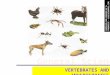 Vertebrates and Invertebrates - Elementary and Primary Education