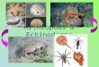Arthropods & echinoderms