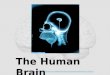 The human brain by Tasvir A R Chowdhury