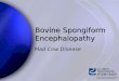 Bovine spongiformencephalopathy