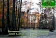 Swamp fox real estate & land management