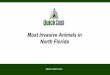 Most Invasive Animals in North Florida