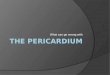 The pericardium