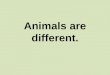 Ppt animals are different blog