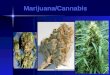 * Marijuana/Cannabis * Seven Legal Marijuana Patients