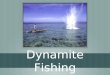 Dynamite fishing