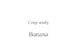 Crop study banana