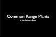 Park County ED/RR Range Plant ID