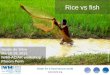 Rice vs. fish
