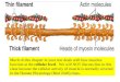 Bio13 .ppt;10 muscle-tissue-and-organization ppt zeny