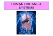 Organs and systems in the human body