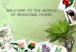 presentation on medicinal herbs - class 10 ,english MCB