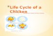 Life cycle of a chicken by annmarie and maria