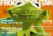 Nervous system of the frog (1)