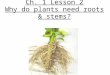 3rd grade-Ch. 1 Lesson 2 Why do plants need roots and stem