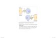 Roitt chapter 8_lymphocyte activation