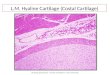 Cartilage - Prac. Histology